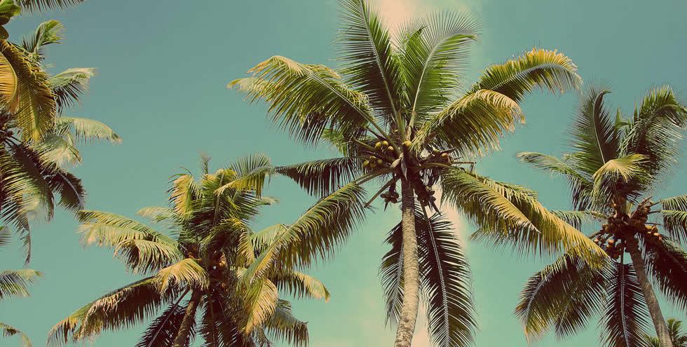 пальмы на фоне голубого неба